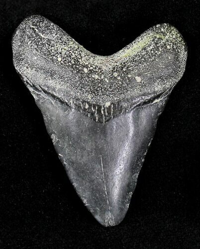 Bargain Juvenile Megalodon Tooth - Florida #21169